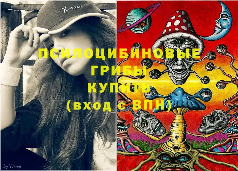 Псилоцибиновые грибы Cubensis  хочу   Кисловодск 